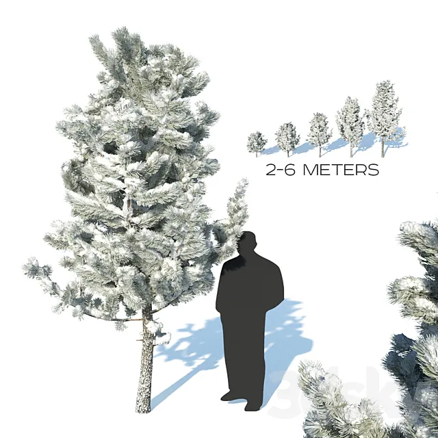 Pine trees in the snow 3DModel