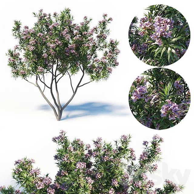 Pink Dawn Tree (Chitalpa Tashkentensis) 3DModel Pink Dawn Tree (Chitalpa Tashkentensis) 3DModel