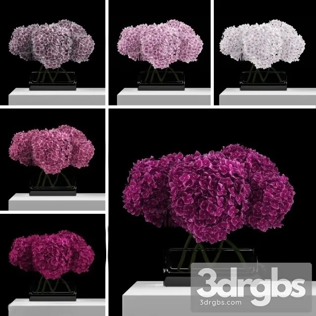 Pink Hydrangeas 3D Model Download Pink Hydrangeas 3D Model Download