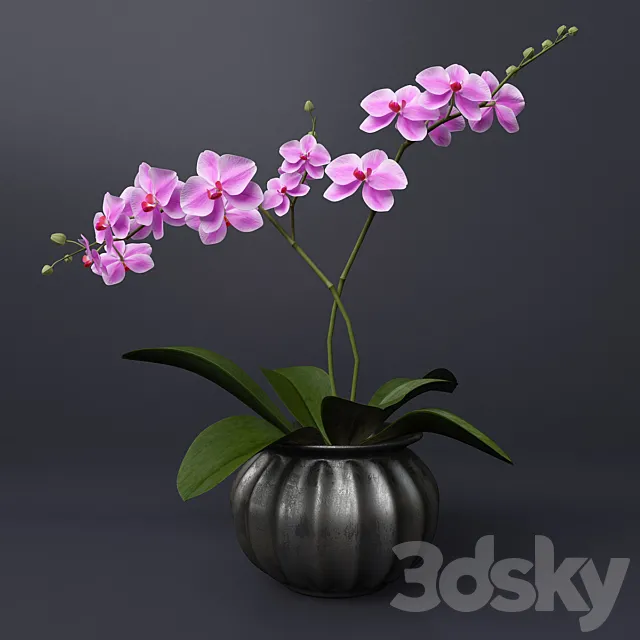 Pink orchid 3D Model Pink orchid 3D Model