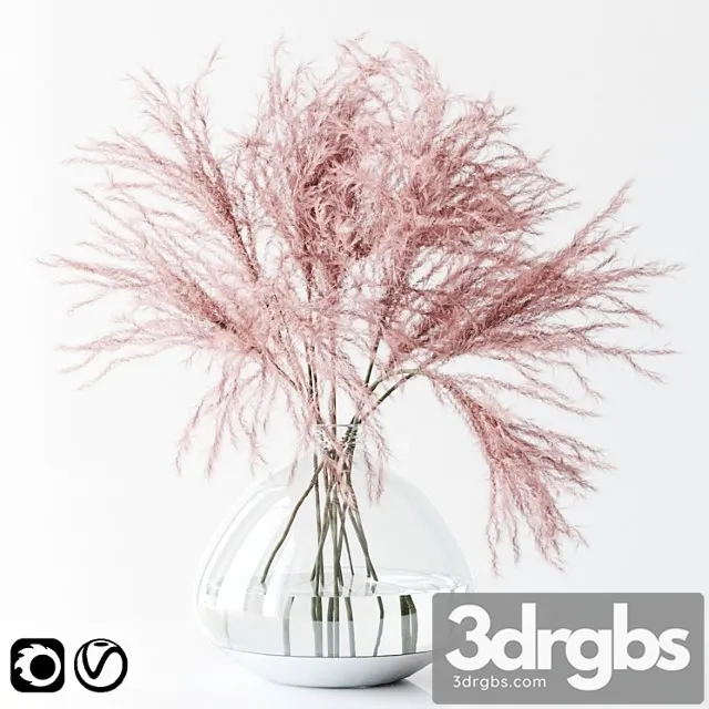 Pink pampas Pink pampas