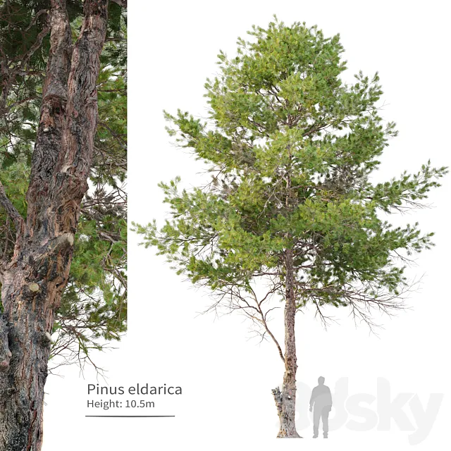 pinus eldarica 3D Model