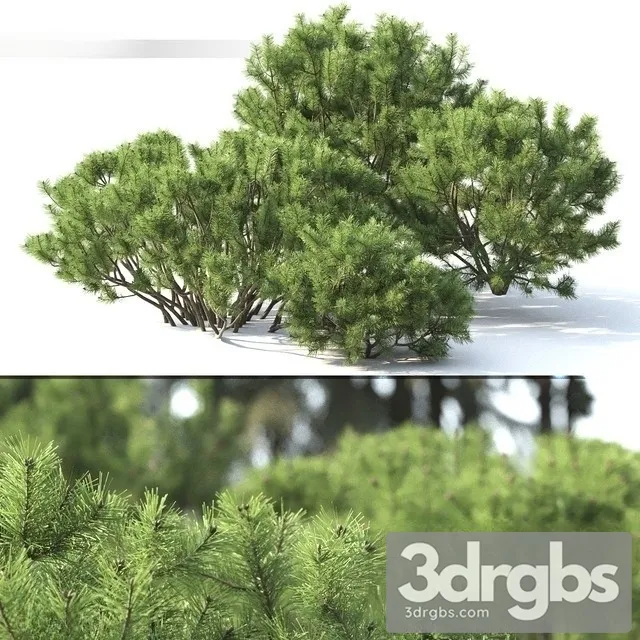 Pinus Mugo 2 3D Model Download