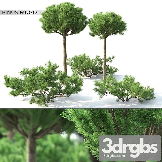 Pinus Mugo 3 3D Model Download