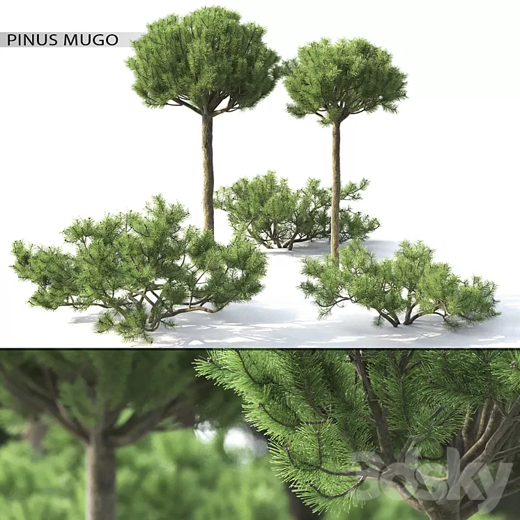 Pinus Mugo 3 3D Model