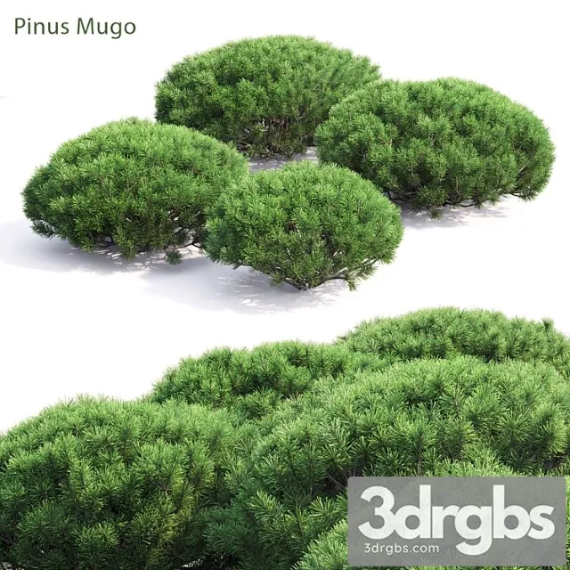Pinus Mugo 3D Model Download
