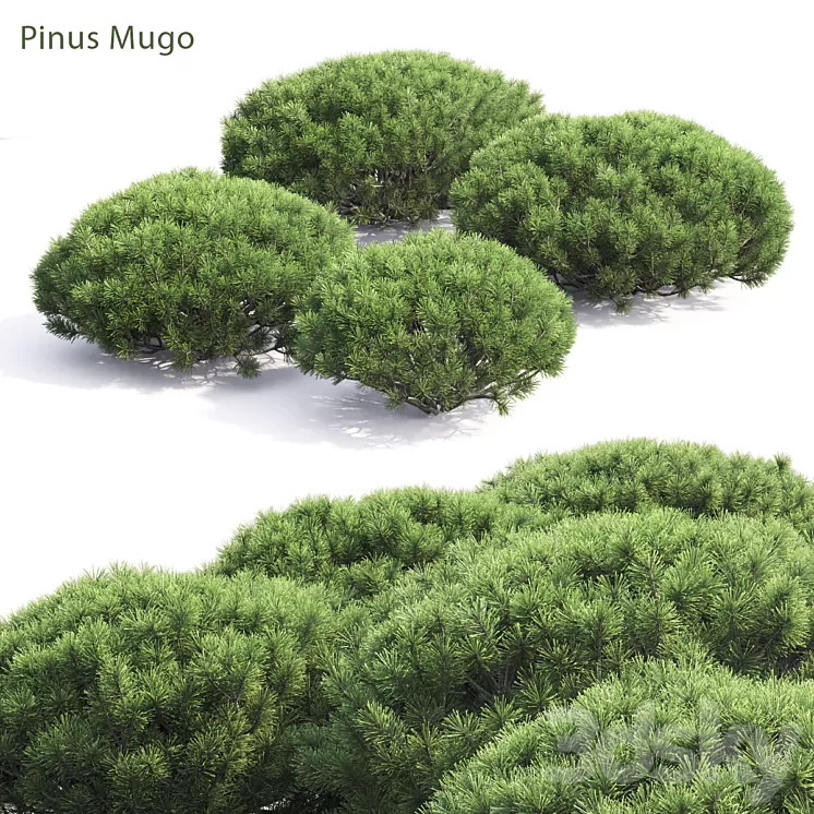 Pinus Mugo 3D Model Pinus Mugo 3D Model