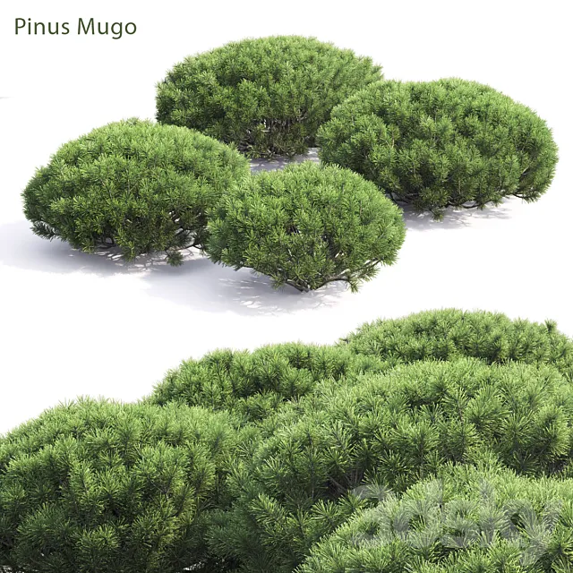 Pinus Mugo 3DModel