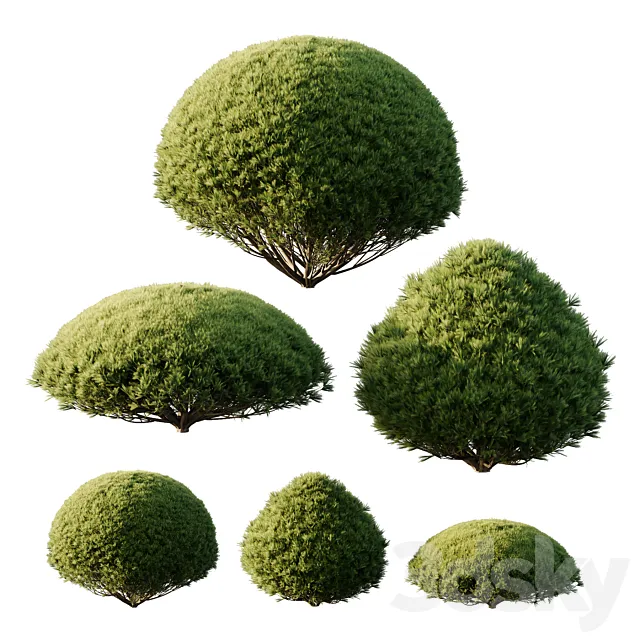 Pinus Mugo Bush03 3D Model