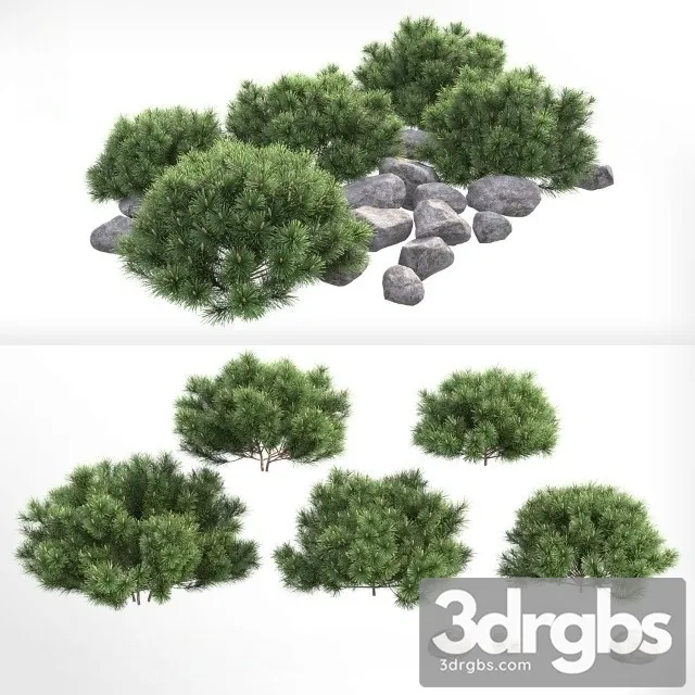 Pinus Mugo Pumilio 3D Model Download