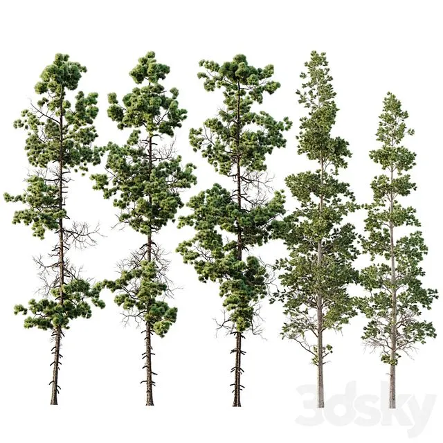 Pinus Palustris and Sphaeropteris Lepifera 3D Model Pinus Palustris and Sphaeropteris Lepifera 3D Model
