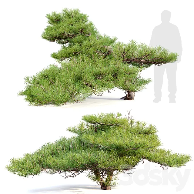 Pinus Pentaphylla 02 3D Model