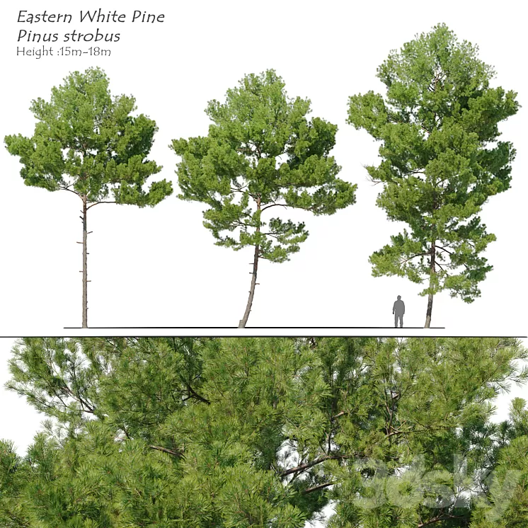 Pinus strobus_2 3D Model