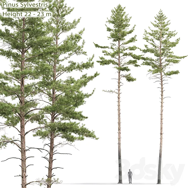 Pinus sylvestris # 10 (22-23m) 3DModel Pinus sylvestris # 10 (22-23m) 3DModel