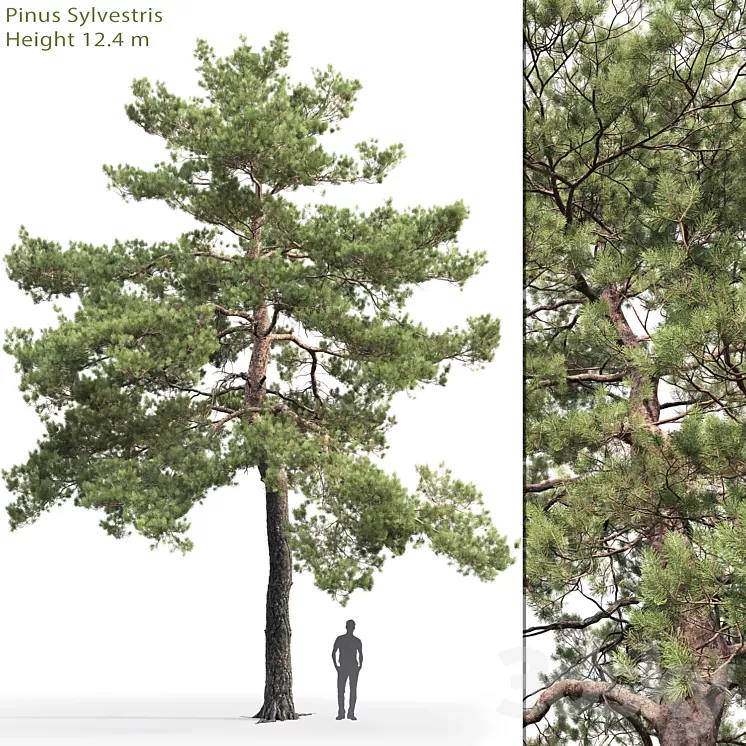 Pinus Sylvestris # 13 (12.4m) 3D Model