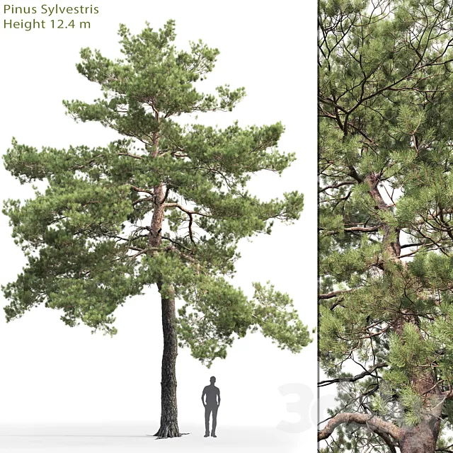 Pinus Sylvestris # 13 (12.4m) 3DModel Pinus Sylvestris # 13 (12.4m) 3DModel