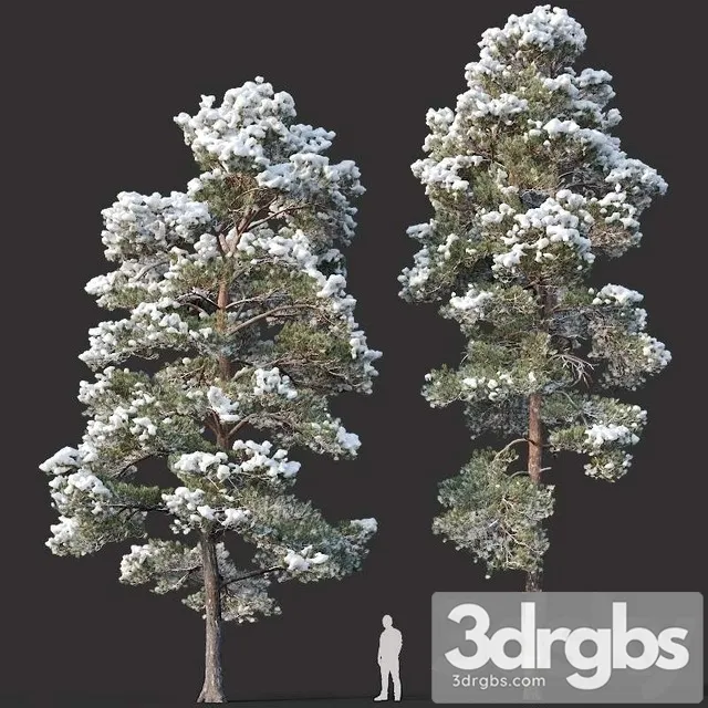 Pinus Sylvestris  15 H12 14m Two Winter Trees 3D Model Download