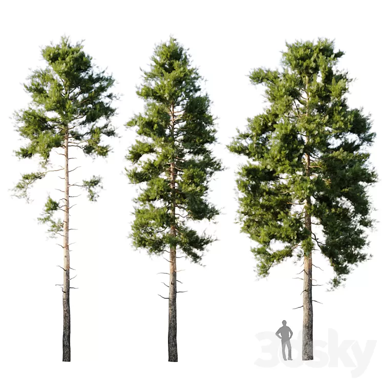 Pinus sylvestris 18m 3D Model