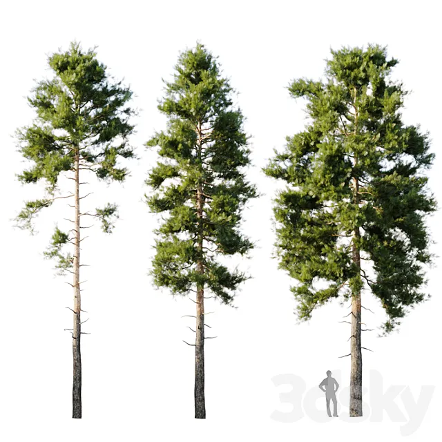 Pinus sylvestris 18m 3DModel