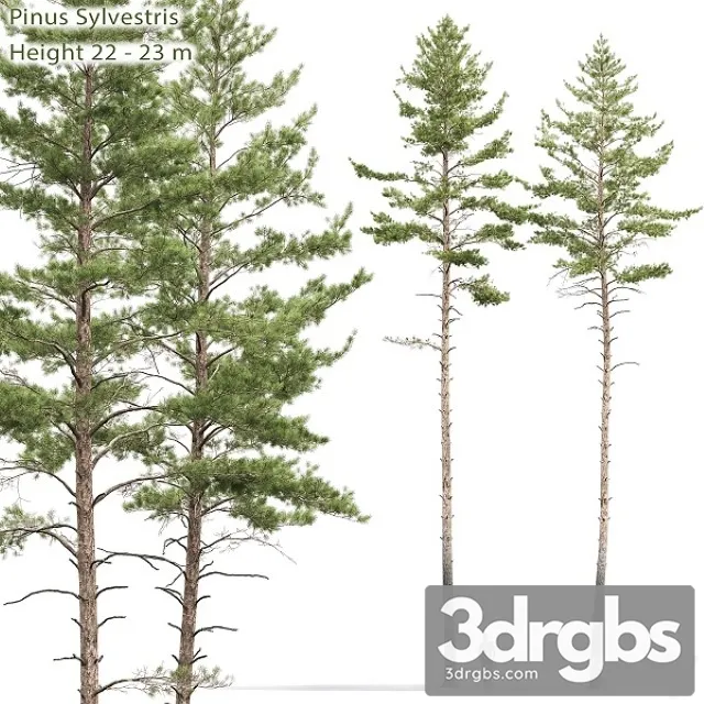 Pinus Sylvestris Tree 10 3D Model Download