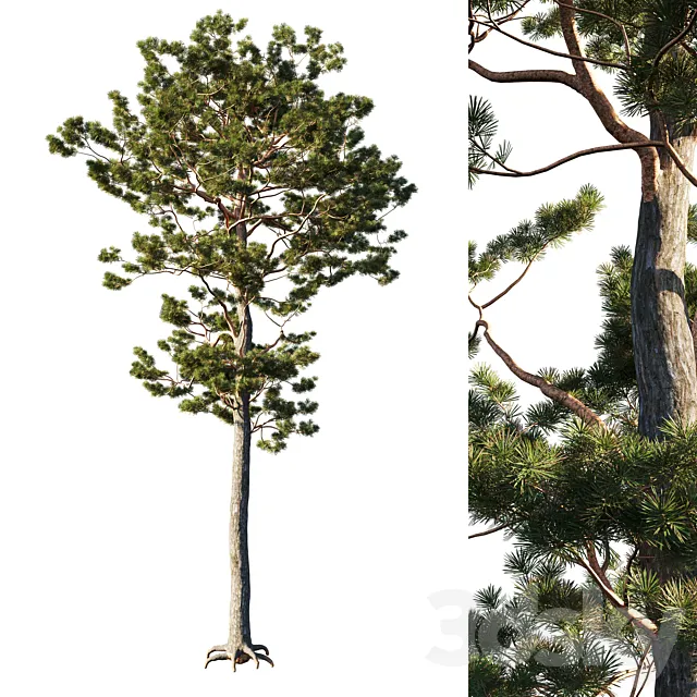 Pinus sylvestris tree 3DModel