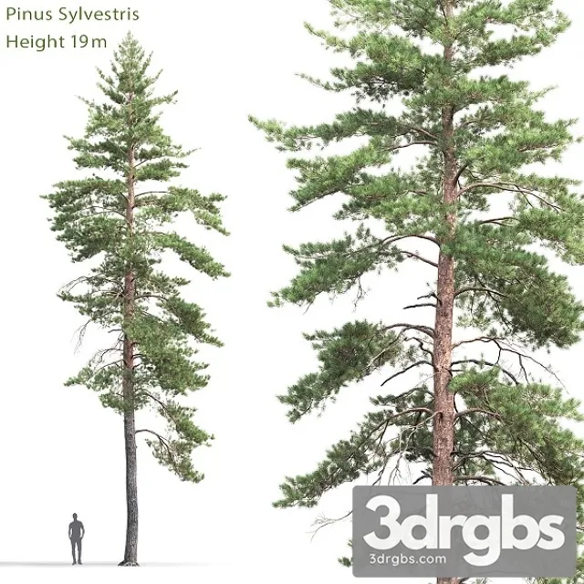 Pinus Sylvestris Tree 8 3D Model Download