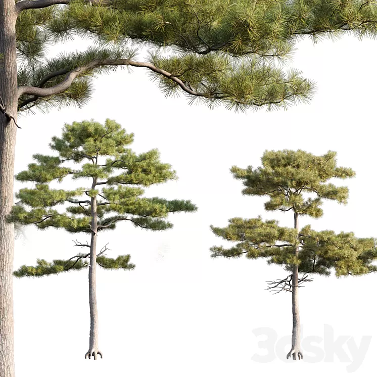Pinus tabuliformis # 2 3D Model