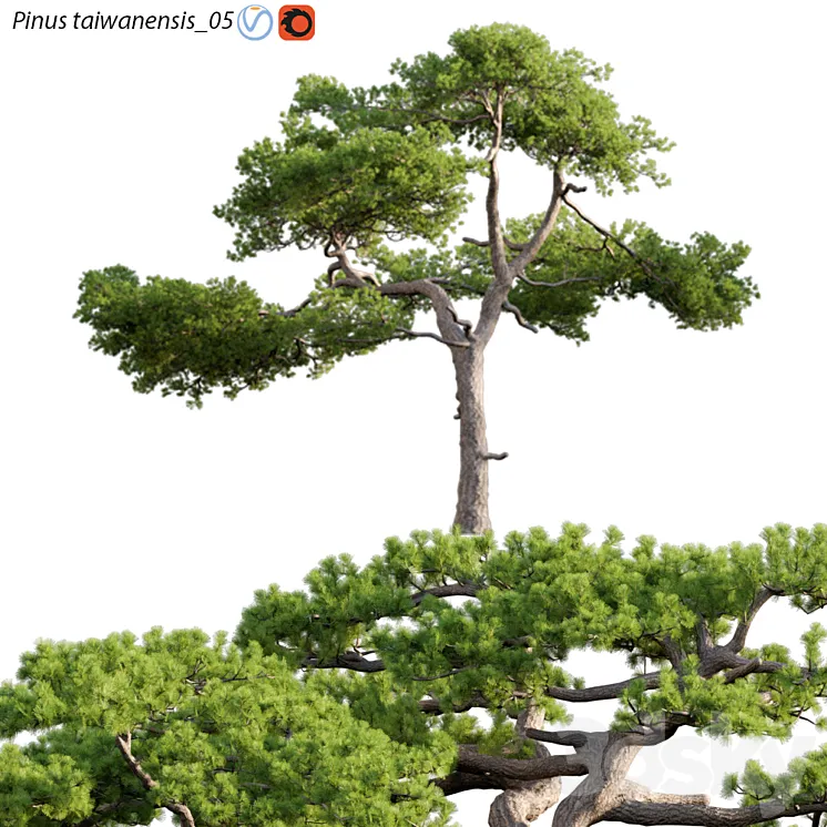 Pinus taiwanensis | Taiwan red pine | Pine | 05 3D Model Free Download