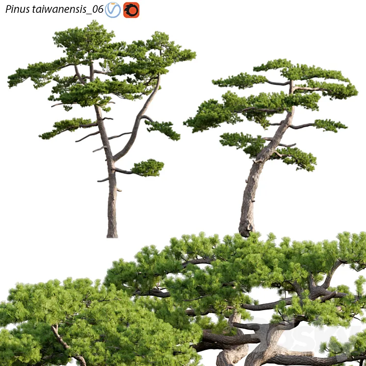 Pinus taiwanensis | Taiwan red pine | Pine | 06 3D Model Free Download