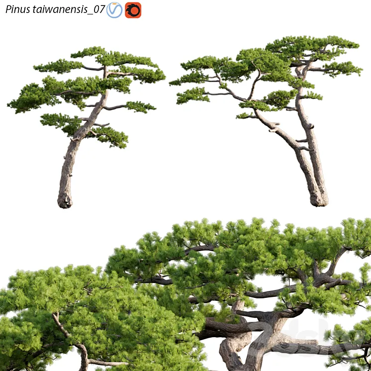 Pinus taiwanensis | Taiwan red pine | Pine | 07 3D Model Free Download