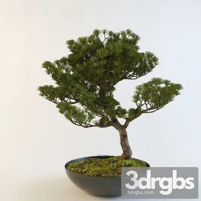 Pinus Thunbergii Bonsai 3D Model Download