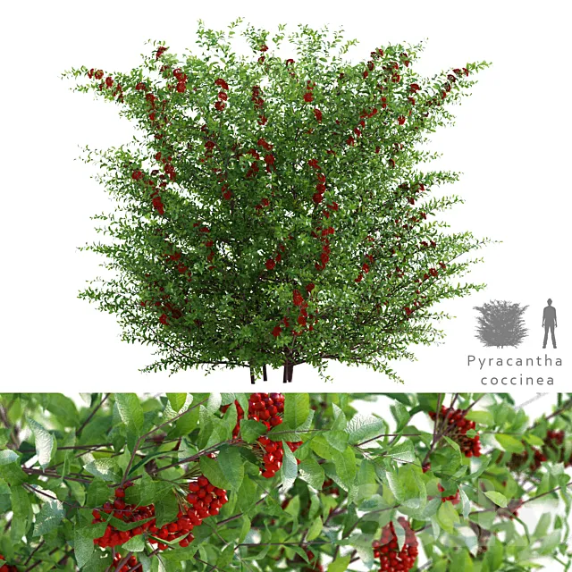 Pirakanta ala | Pyracantha coccinea 3D Model