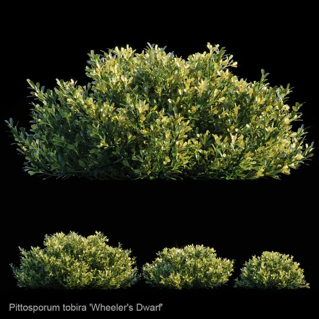 Pittosporum Tobira 3D Model