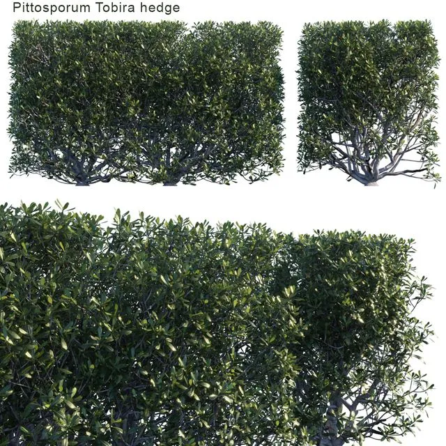 Pittosporum tobira hedge 3D Model
