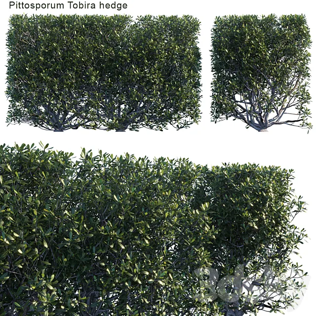 Pittosporum tobira hedge 3D Model Pittosporum tobira hedge 3D Model