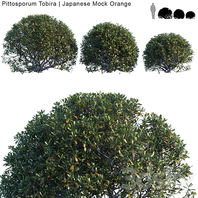 Pittosporum Tobira | Japanese Mock Orange bush 3D Model