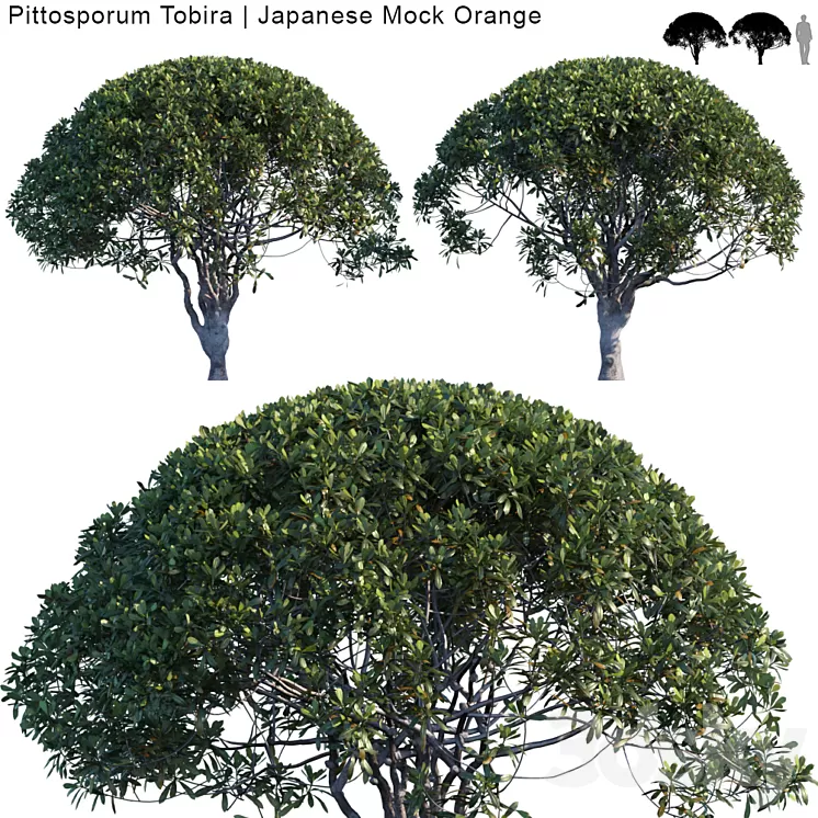 Pittosporum Tobira | Japanese Mock Orange var2 3D Model