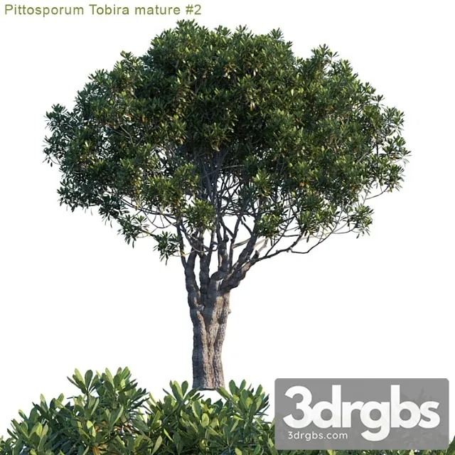 Pittosporum Tobira Mature 2 1 3D Model Download