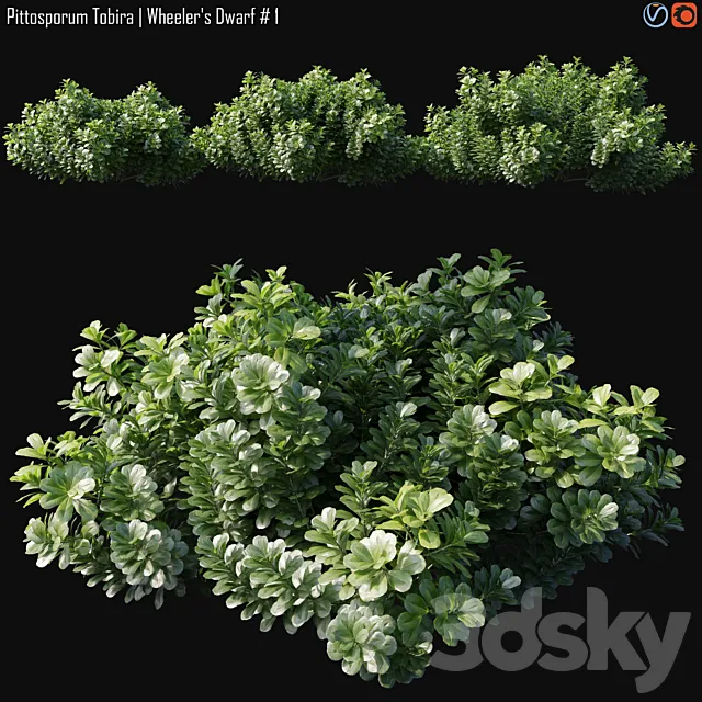 Pittosporum Tobira | Wheeler’s Dwarf # 1 3D Model