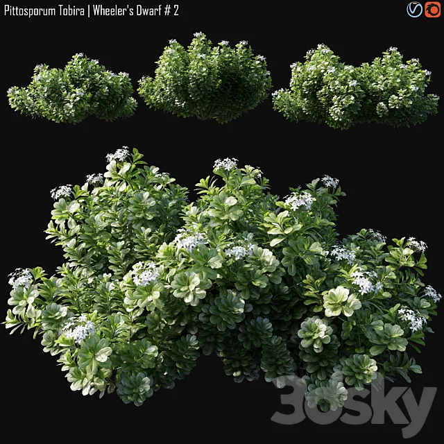 Pittosporum Tobira | Wheeler’s Dwarf # 2 3D Model