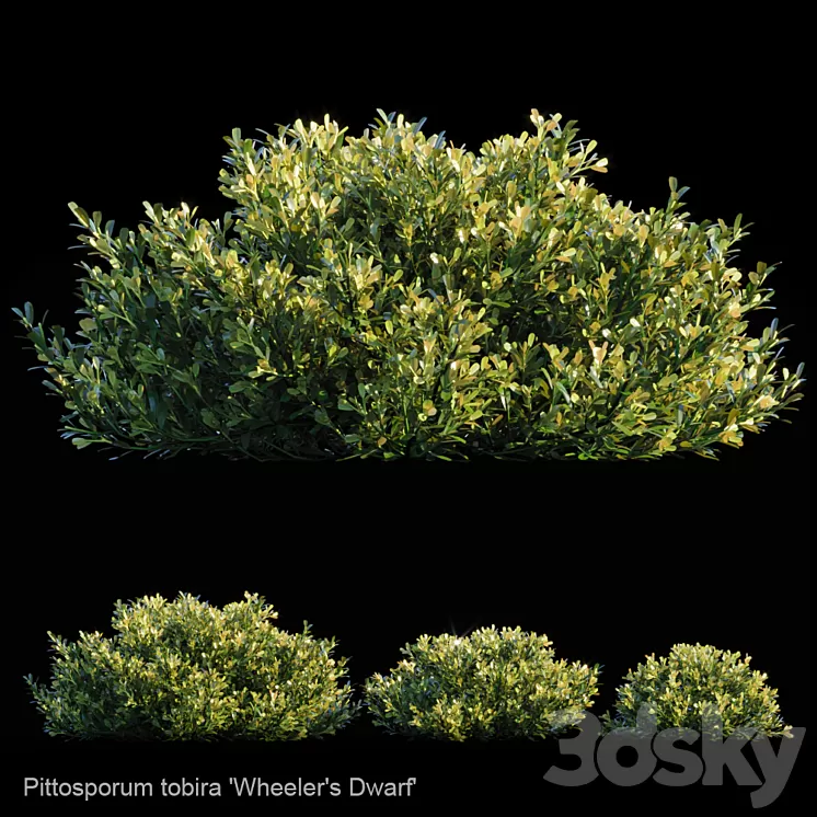 Pittosporum Tobira | Wheeler's dwarf 3D Model Pittosporum Tobira | Wheeler's dwarf 3D Model