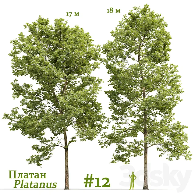 Plane-tree _ Sycamore _ Platanus #12 3D Model