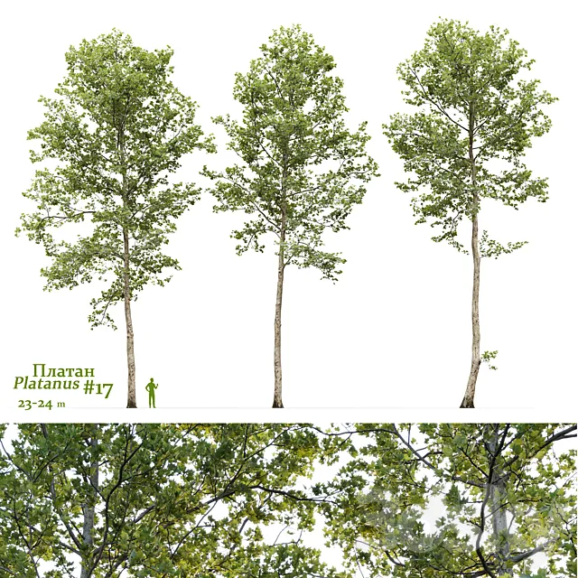 Plane-tree _ Sycamore _ Platanus #17 3D Model