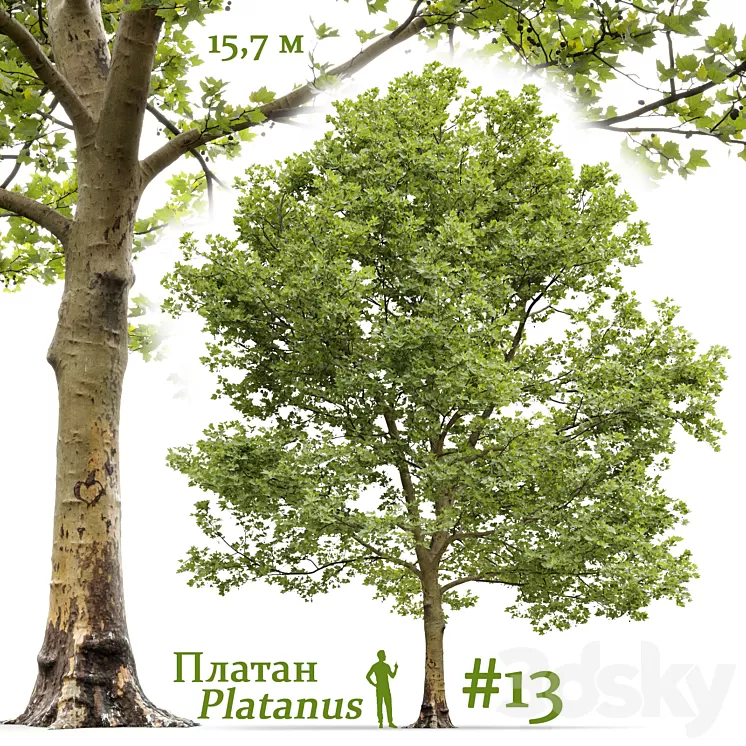 Plane-tree \/ Sycamore \/ Platanus #13 3D Model Free Download