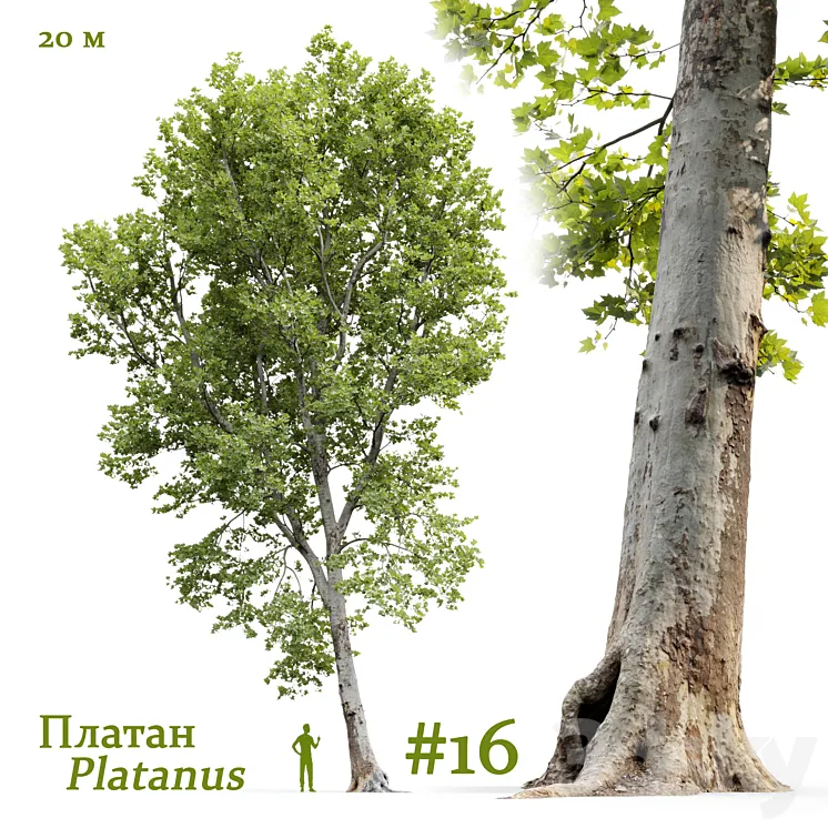 Plane-tree \/ Sycamore \/ Platanus #16 3D Model Free Download