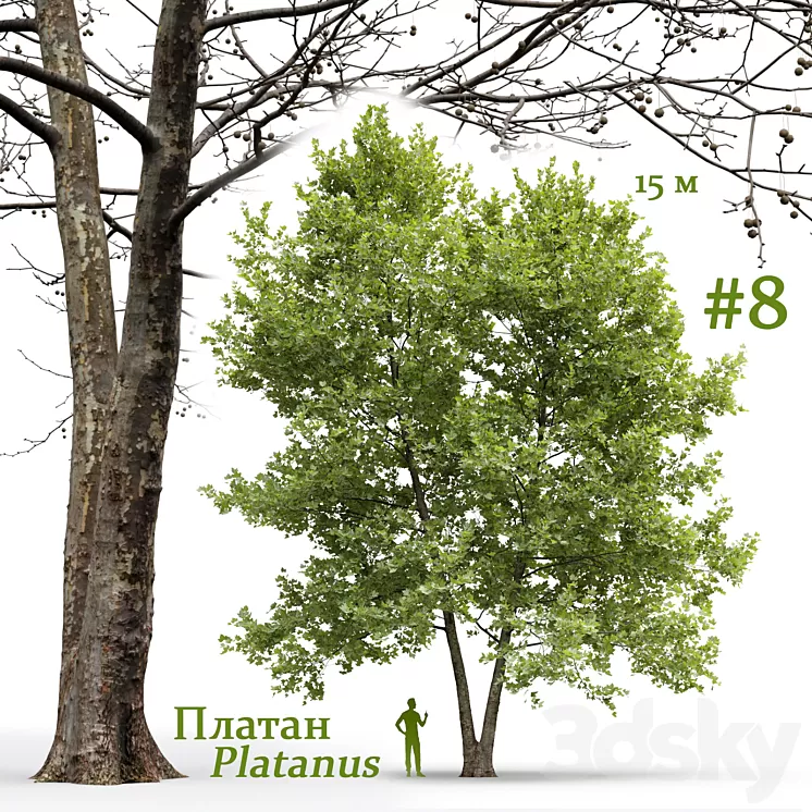 Plane-tree \/ Sycamore \/ Platanus #8 3D Model Free Download