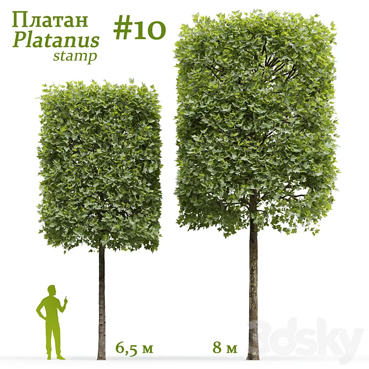 Plane-tree \/ Sycamore \/ Platanus stamp #10 3D Model Free Download