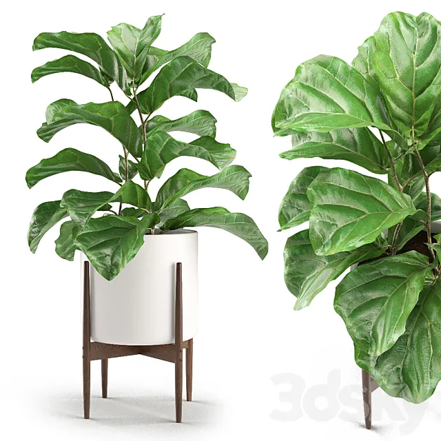 Plant 012 – Ficus Lyrata 3DModel Plant 012 – Ficus Lyrata 3DModel