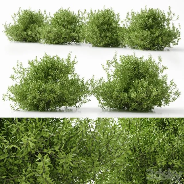 Plant 11 3D Model