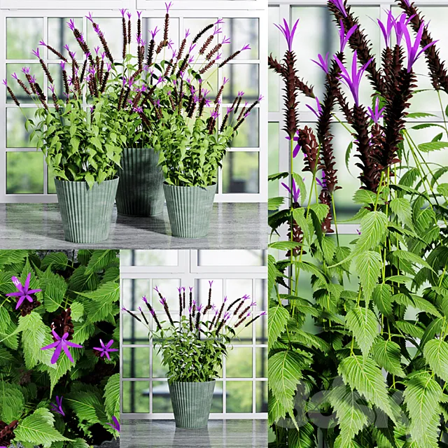 Plant 2 3D Model Plant 2 3D Model